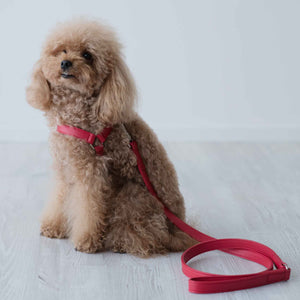 Red leather harness