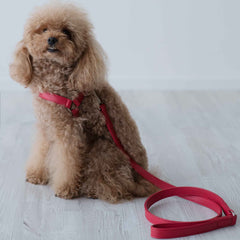 Red leather harness