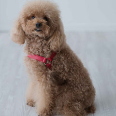 Red leather harness