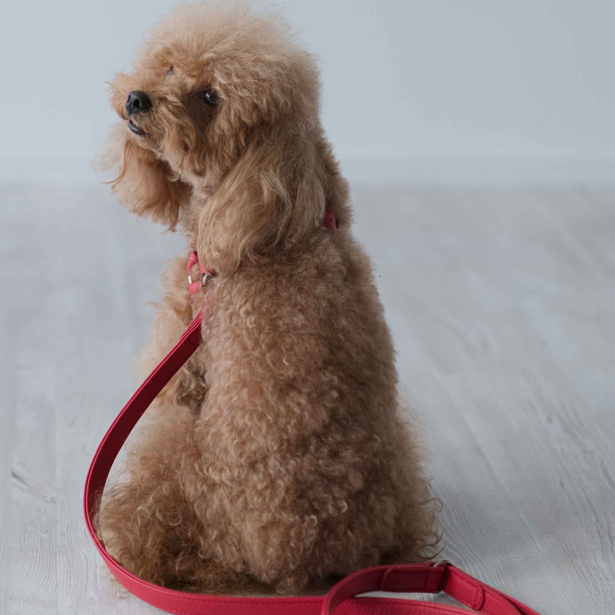 Red leather harness