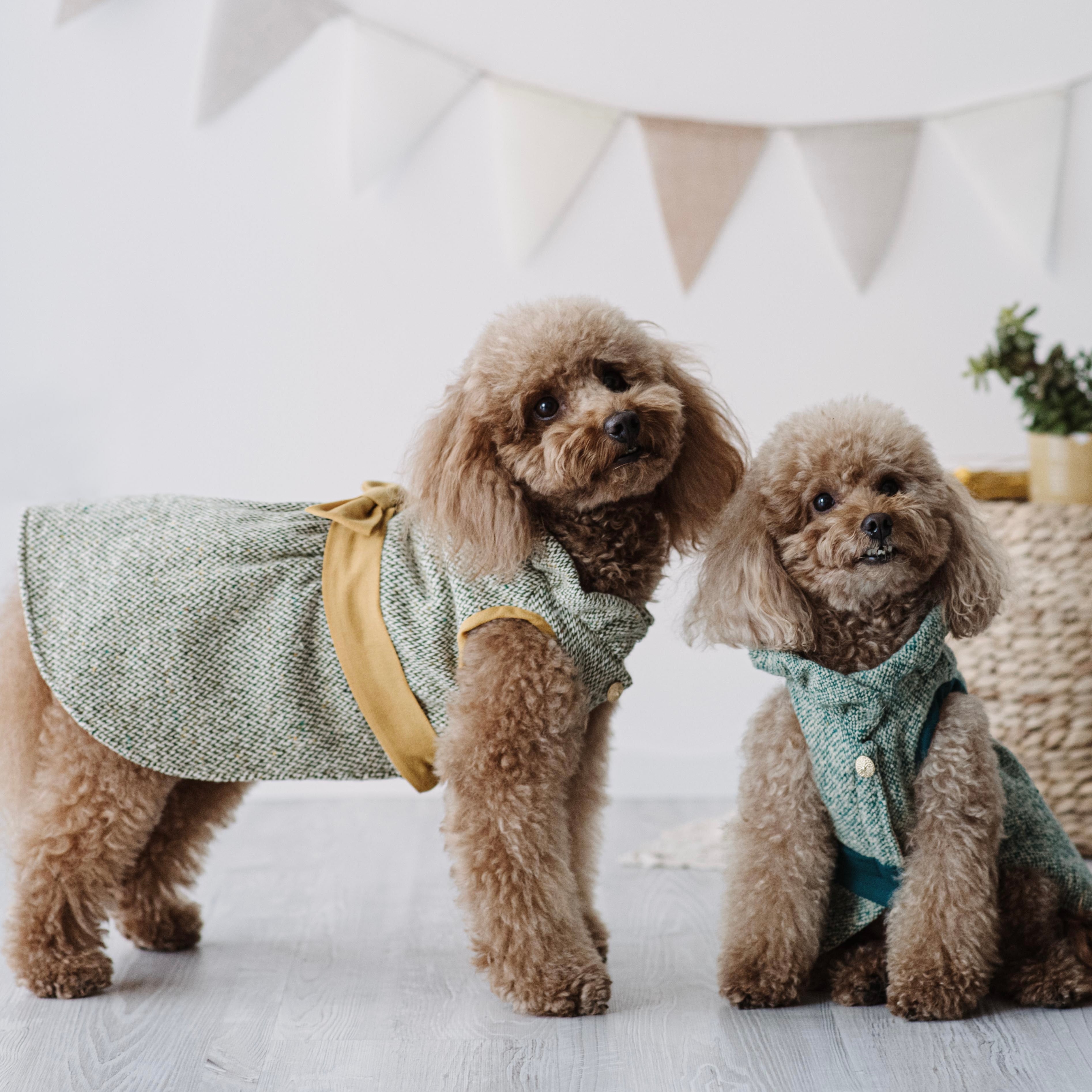 "Tweed Romance" Cappottino Elegante per Barboncini | Verde e Ocra | Abbigliamento per Cani